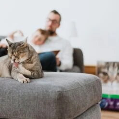 Intersand Classic Pine Forest Scented Cat Litter 14kg 5 Intersand Classic Pine Forest Scented Cat Litter 14kg -Zooplus Store 248818 intersand classic katzenstreu pinienwald hs 06 9