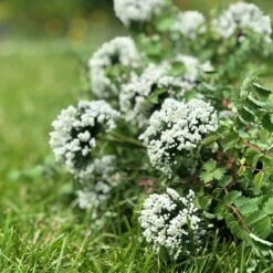 Aumüller Cat Play Pillow Giraffe Gina 1 Piece -Zooplus Store 266100 aumueller katzenspielkissen giraffe gina hs 08 3