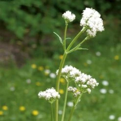 Aumüller Cat Play Pillow Giraffe Gina 1 Piece -Zooplus Store 266100 aumueller katzenspielkissen giraffe gina hs 09 8