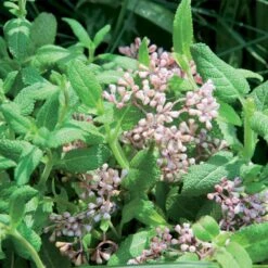 Aumüller Cat Play Pillow Giraffe Gina 1 Piece -Zooplus Store 266100 aumueller katzenspielkissen giraffe gina hs 10 6