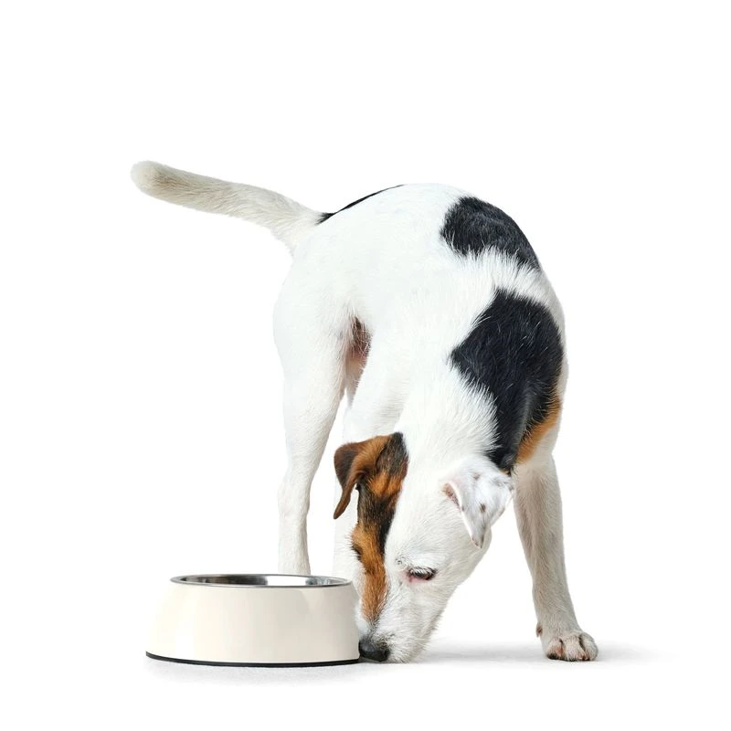 HUNTER melamine bowl white, with stainless steel inlet Economy set 2 x 160 ml, diameter 11 cm HUNTER Melamine Bowl White, With Stainless Steel Inlet Economy Set 2 X 160 Ml, Diameter 11 Cm -Zooplus Store 26939 huntermelaminnapf hs 01 3