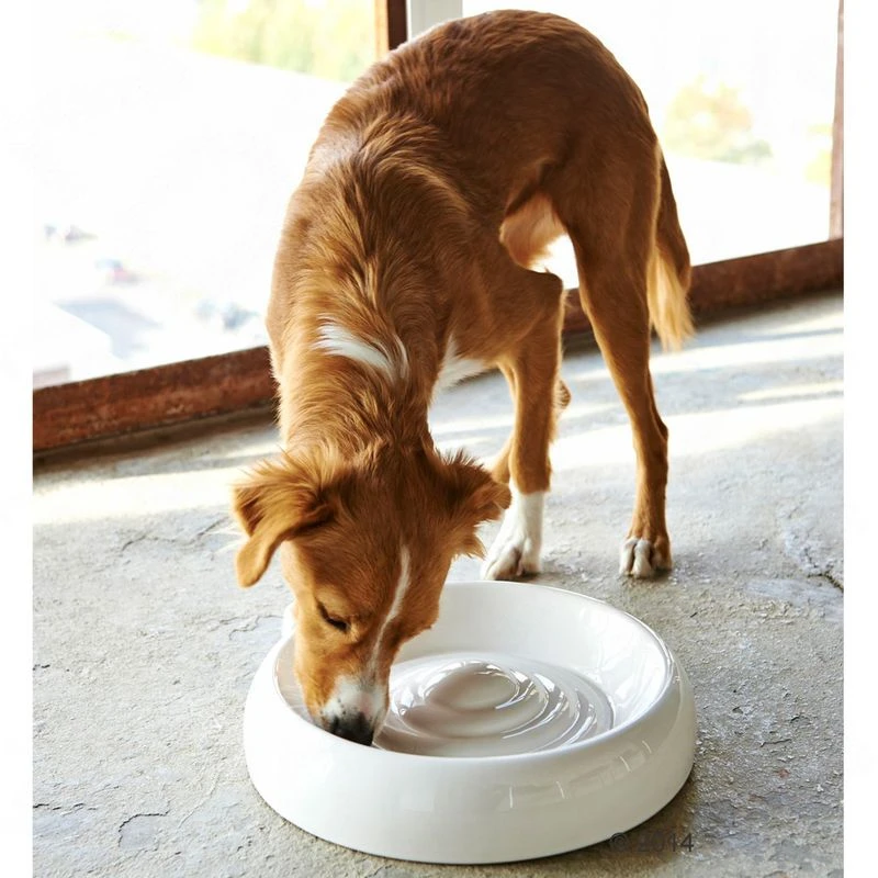 Lucky Kitty Ceramic Cat Bowl Size L: diameter 27cm Lucky Kitty Ceramic Cat Bowl Size L: Diameter 27cm -Zooplus Store 434110 lucky kitty katzennapf hs 04 06 2014 2