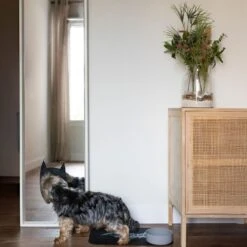 Warner Bros™ DC Batman Silicone Bowl 580ml, Diameter 14cm -Zooplus Store 5 18 5