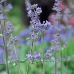 Aumüller Unicorn Cat Toy 1 Toy 4 Aumüller Unicorn Cat Toy 1 Toy -Zooplus Store 72914 aumueller katzenspielzeugeinhorn hs aum katzenminze2 0