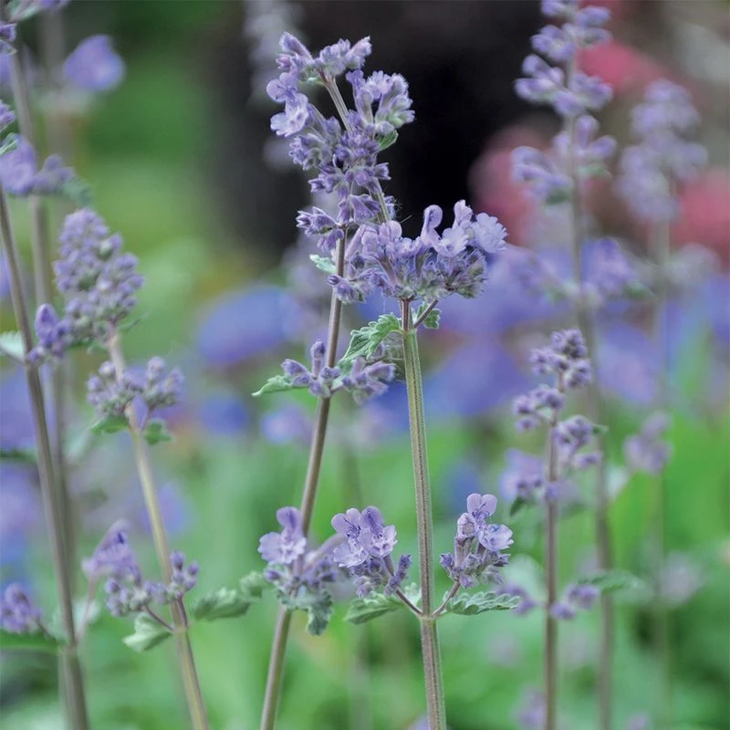 Aumüller Unicorn Cat Toy 1 toy Aumüller Unicorn Cat Toy 1 Toy -Zooplus Store 72914 aumueller katzenspielzeugeinhorn hs aum katzenminze2 0