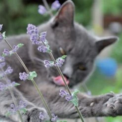 Aumüller Unicorn Cat Toy 1 Toy 3 Aumüller Unicorn Cat Toy 1 Toy -Zooplus Store 72914 aumueller katzenspielzeugeinhorn hs aum katzenminze3 1