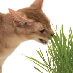 Catit Senses 2.0 Grass Planter Grass Planter 11 Catit Senses 2.0 Grass Planter Grass Planter -Zooplus Store 73855 hagen catitsenses2 0 grastopf hs 11 2