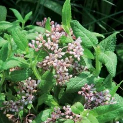 Aumüller Valerian Cat Play Pillow Little Sheep Sally 1 Piece 4 Aumüller Valerian Cat Play Pillow Little Sheep Sally 1 Piece -Zooplus Store aum baldrianpflanze 1000x1000 4