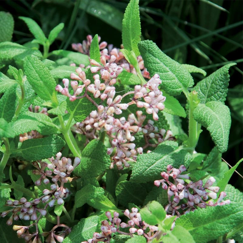 Aumüller Valerian Cat Play Pillow Little Sheep Sally 1 piece Aumüller Valerian Cat Play Pillow Little Sheep Sally 1 Piece -Zooplus Store